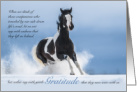 American Paint Horse Pet Sympathy Heartfelt card