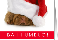 Funny Bah Humbug Shar Pei Puppy Christmas card