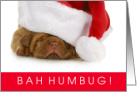 Funny Bah Humbug Shar Pei Puppy Christmas card