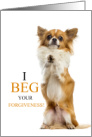 I’m Sorry Long Haired Chihuahua Dog with Funny Sentiment card