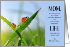 for Mom on Mother’s Day Ladybug Nature Theme card