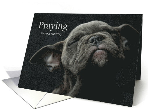 Praying for Your Recovery Cute Gray Puppy card (1568536)