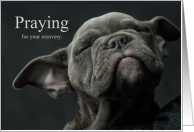 Praying for Your Recovery Cute Gray Puppy card