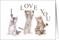 I Love You FURRever Cute Kittens card