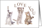 I Love You FURRever Cute Kittens card