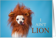 Funny Chihuahua I Ain’t Lion I Love You card