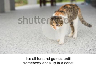 Funny Get Well Cat...