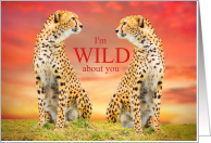 Wild About You Cheetahs Sweet Love and Romance card
