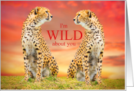 Wild About You...