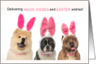 Easter Dogs in Bunny Ears Funny Wags and Kisses card