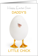 Daddy to Be on Easter Funny Little Chick and Egg card