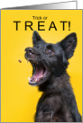Funny Dog Trick or TREAT Halloween card