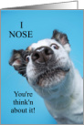 Funny Birthday Cattle Dog Getting Old card