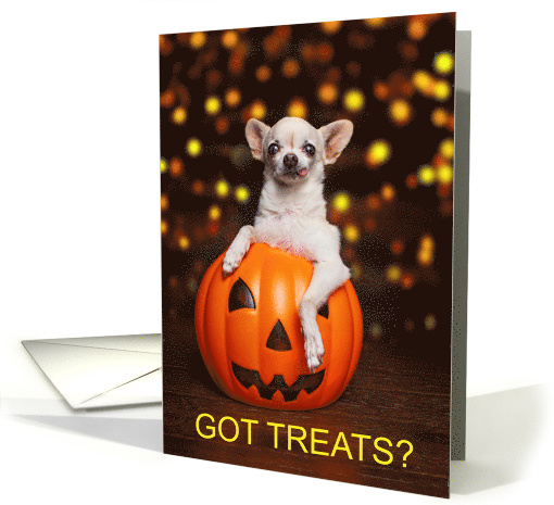Got Treats Funny Halloween Chihuahua in a Pumpkin card (1641674)