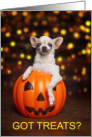 Got Treats Funny Halloween Chihuahua in a Pumpkin card