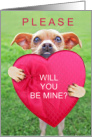 From the Dog Cute Be Mine Valentine Chihuahua card