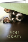 Thinking of You Cute Peeking Chihuahua card
