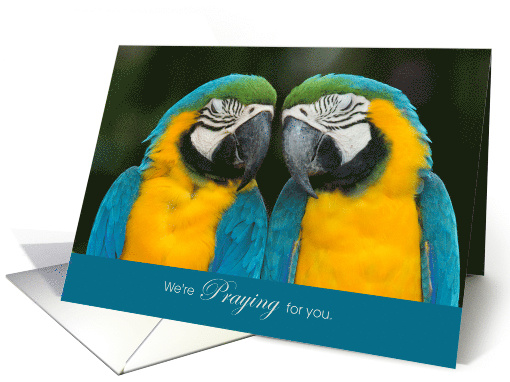 Praying for You Two Macaw Parrots Encouragement card (1671904)