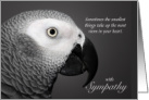 Pet Sympathy Loss of an African Grey Parrot card
