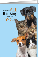 Thinking About You Cute Cats and Dogs card