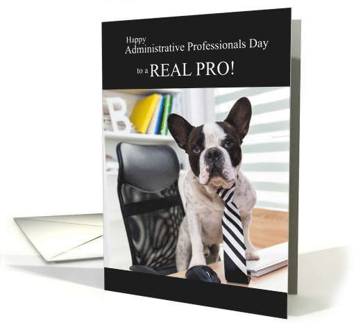 Funny Administrative Professionals Day Boston Terrier Dog card