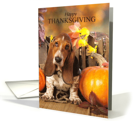 Thanksgiving Basset Hound and Pumpkins card (1754204)