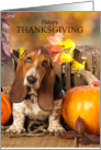 Thanksgiving Basset Hound and Pumpkins card