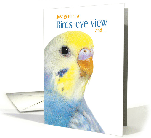 Thinking of You Blue Rainbow Budgerigar Parakeet card (1757126)