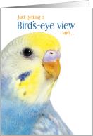 Thinking of You Blue Rainbow Budgerigar Parakeet card