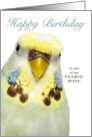 Birthday Peeps Grey Crested Budgerigar Parakeet card
