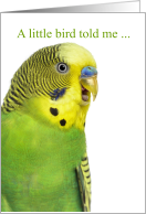 Get Well Green and Yellow Budgie Parakeet card