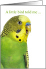 Get Well Green and Yellow Budgie Parakeet card