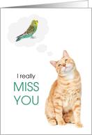 Miss You Cute Orange Tabby and Parakeet card