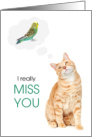 Miss You Cute Orange Tabby and Parakeet card