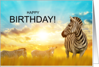Birthday Zebra Safari Theme for Wild Wishes card