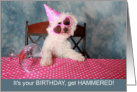 Funny Birthday Bichon Frise Get Hammered card