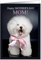 Mother’s Day Bichon Frise Mom Pink Bow card