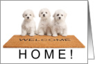 Welcome Home Cute Bichon Frise Puppies card