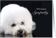 Bichon Frise Sympathy Loss of a Dog card