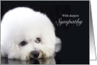 Bichon Frise Sympathy Loss of a Dog card