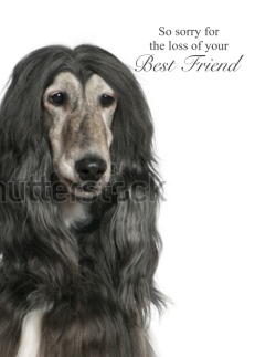 Afghan Hound Pet Sympathy Loss of a Dog