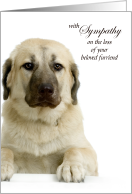 Anatolian Shepherd Pet Sympathy Loss of a Dog card