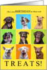 Funny Birthday Filled with TREATS Cute Dogs card