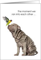 Funny Friendship Shar Pei Dog and Nanday Conure Parrot card