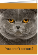 Funny Belated Birthday British Shorthair Cat card