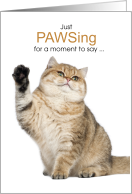 Hello Cute Golden Shaded British Shorthair Cat card
