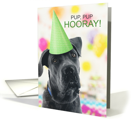 Funny Great Dane Dog in a Birthday Party Hat card (1837630)