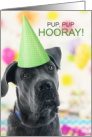 Funny Great Dane Dog in a Birthday Party Hat card