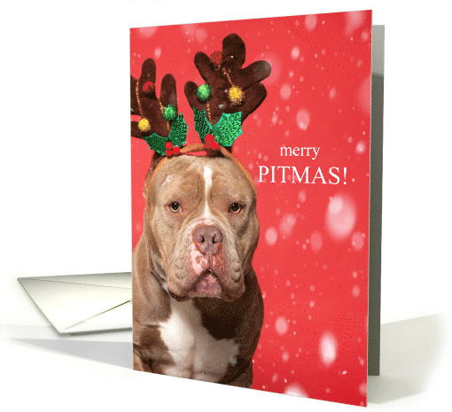 Merry PITmas Pit Bull Lover Christmas Dog card (1863178)