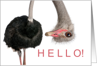 Hello Funny Ostrich Just Dropping In card